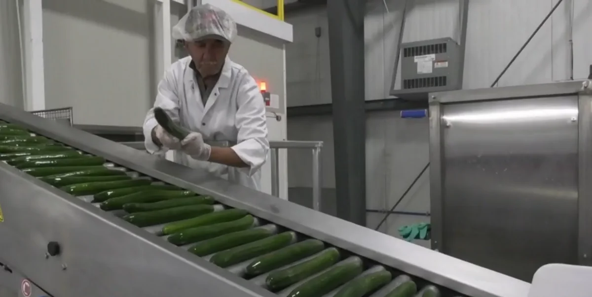 Cucumbers in the factory
